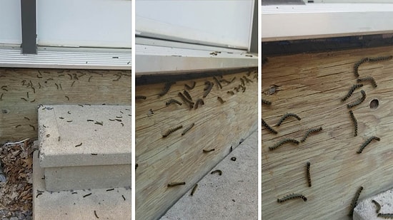 Çığlıklara Karşı Tepki Veren Tırtıl Sürüsünün İlginç Görüntüsü