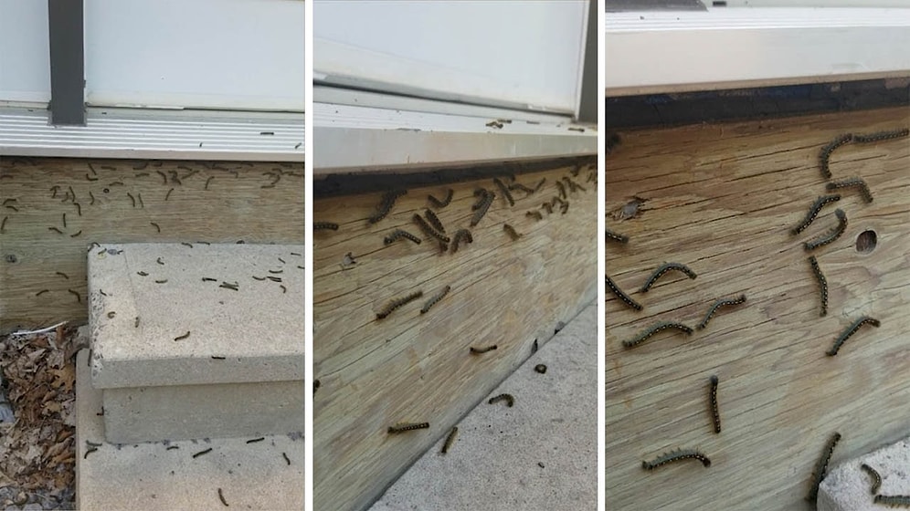 Çığlıklara Karşı Tepki Veren Tırtıl Sürüsünün İlginç Görüntüsü