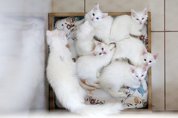 "Это единственная порода кошек, которая любит плавать"