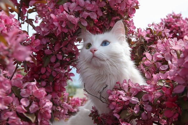 Остается только порадоваться за эту породу 🙏