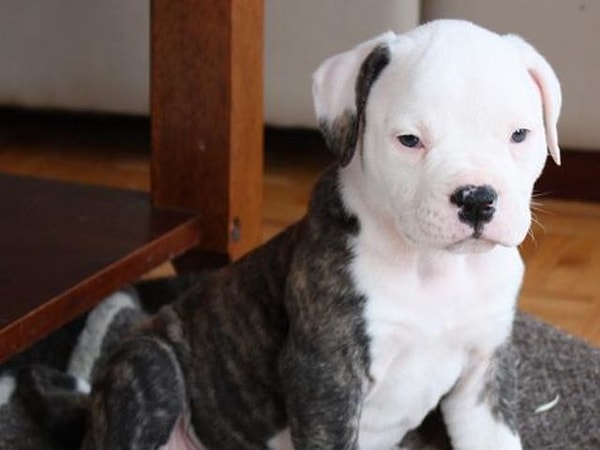 6. Что это за порода?