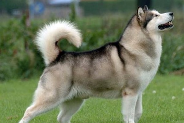 5. Что это за порода?