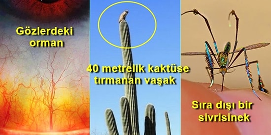 Bu 21 Doğa Görüntüsüne Pürdikkat Baktığınızda Şaşkınlıktan Nutkunuz Tutulacak!