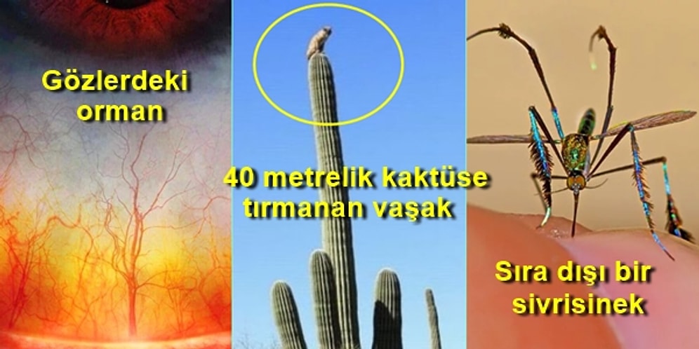 Bu 21 Doğa Görüntüsüne Pürdikkat Baktığınızda Şaşkınlıktan Nutkunuz Tutulacak!