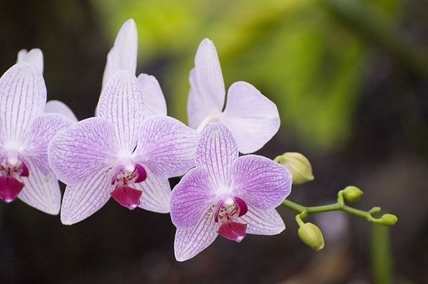 1. Какая ассоциация вам приходит в голову, когда вы слышите слово "цветок"?