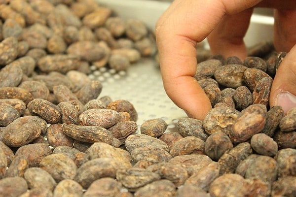 12. По прибытии в кондитерскую или на фабрику бобы перебирают