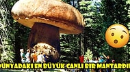 Hayatımız Bir Yalanmış! Bu Zamana Kadar Gözlerimiz Kapalı İnandığımız 10 Yanlış Bilgi