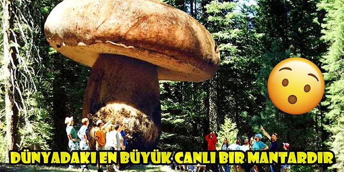 Hayatımız Bir Yalanmış! Bu Zamana Kadar Gözlerimiz Kapalı İnandığımız 10 Yanlış Bilgi