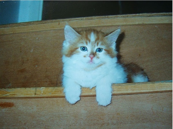 2. Мишель помнит свой 20-й день рождения, тот день, когда они впервые встретились с котом: