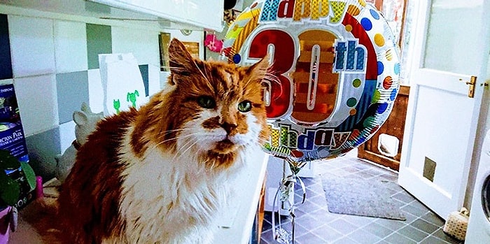 Хозяйка этого кота, взявшая его в 1988 году, не думала, что будет справлять День рождения питомца через 30 лет!!!