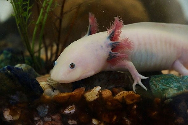 Axolotl: içerik ve bakım, açıklama, besleme Axolotl: içerik ve bakım, açıklama, besleme