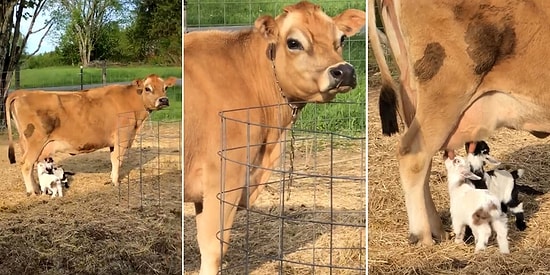 Öksüz Oğlaklara Annelik Yapıp Onları Emziren Sevgi Dolu İnek
