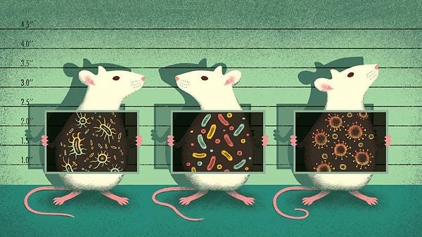 Sıçanlarda yapılan çalışmalar, diyetle magnezyumun azalmasının kemik kütlesinin azalmasıyla sonuçlandığını doğrulamaktadır.