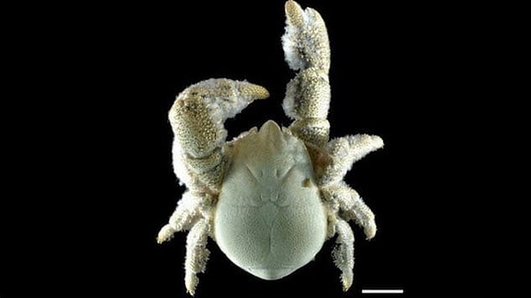 3. Краб Хоффа