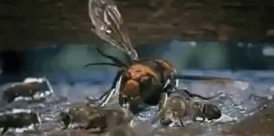 Arkadaşlarını Katleden Eşek Arısından İntikam Alan Arılar