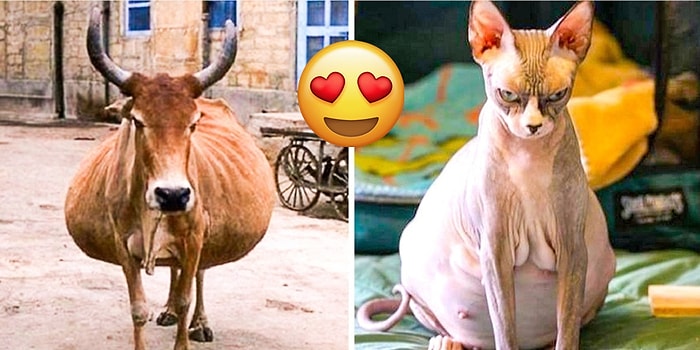 Hayvanların Doğumdan Hemen Önceki Hallerine Dair Birbirinden Büyüleyici 24 Kare