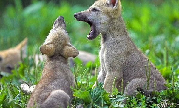 4. Ещё за_долго до того, как в волчонке забрезжило сознание, он то и дело подползал к выходу из пещеры.