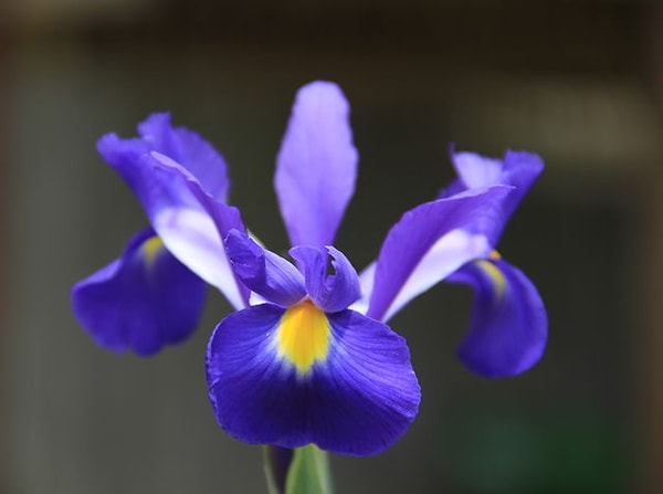 Ваш психологический возраст - 43 года, а цветок вашей души - ирис!