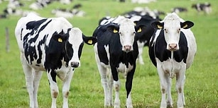 Türkiye'de Hayvancılığın Geldiği Nokta: İhracat Sıfıra İndi, İthalat Rekor Kırdı