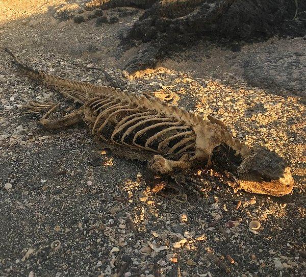 16. “Galapagos Adaları'ndaki bir plajda bulduğum bu iguana iskeleti.”