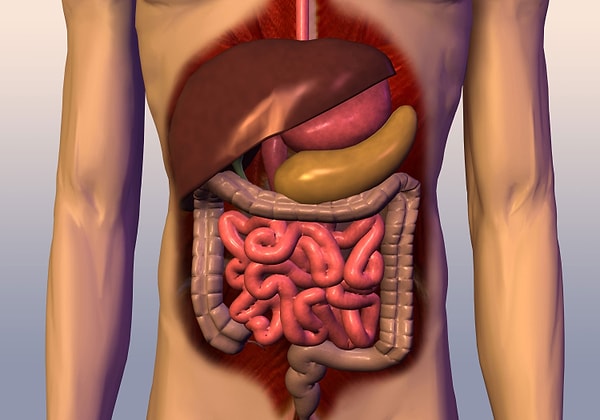 6. Какой орган у человека вырабатывает инсулин?