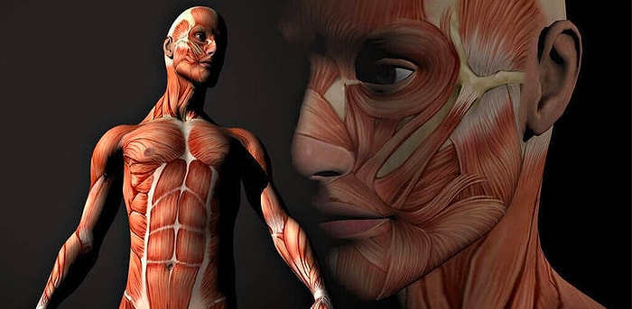 Тест: Проверьте, насколько хорошо вы знаете свое тело?