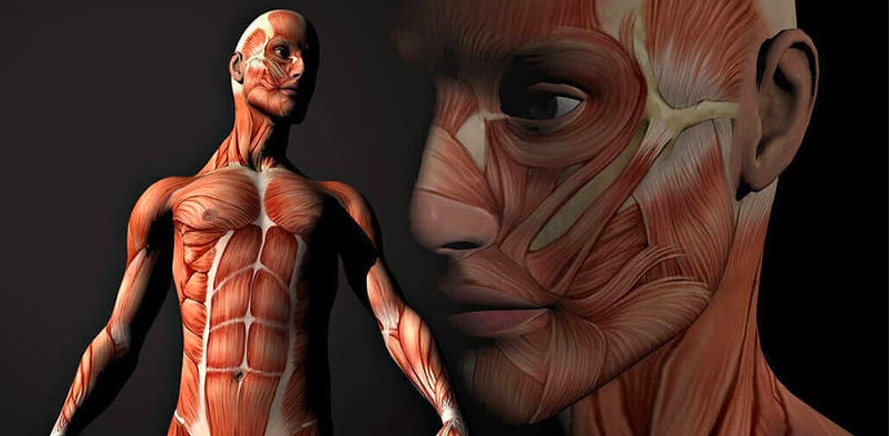 Тест: Проверьте, насколько хорошо вы знаете свое тело?