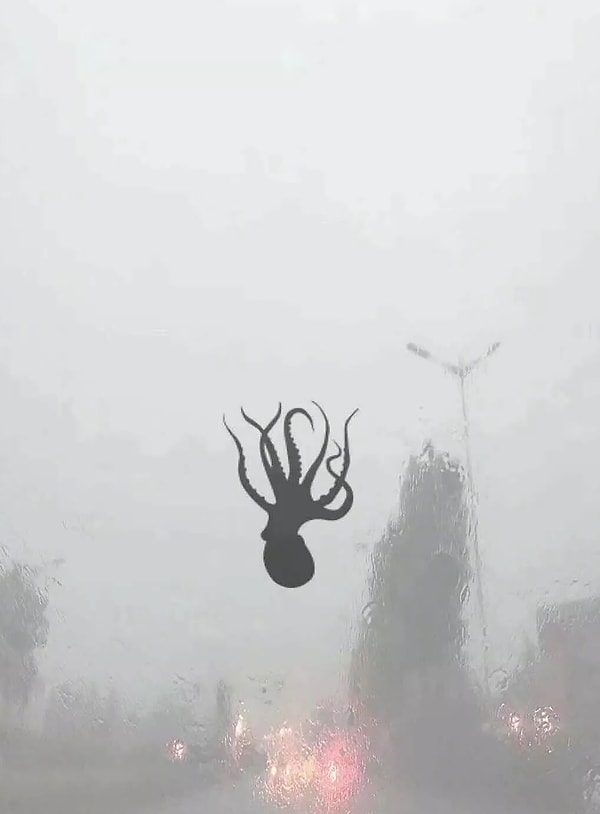 1. Фотографии были сделаны в прибрежном городе Циндао в провинции Шандун в восточном Китае после шторма, который прошелся по всему городу, оставив за собой несчастных животных.