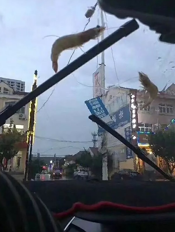 3. Фраза «seafood rain» («дождь из морепродуктов») вошла в топ в социальных сетях после того, как несколько фото с различными животными на лобовых стеклах получили популярность.