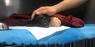 Sakarya'da Bacakları ve Kuyruğu Kesilip Ormana Atılan Yavru Köpek Hayatını Kaybetti