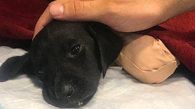 Ancak hastane yetkilileri sosyal medyadan yaptıkları açıklamada yavru köpeğin ameliyatı kaldıramayarak hayatını kaybettiğini açıkladı.