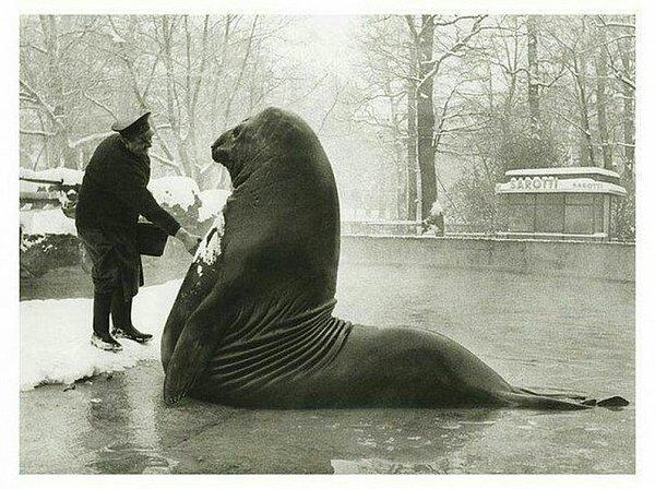 19. Berlin Hayvanat Bahçesi'nde bakıcısının kar banyosu yaptırdığı fok balığı Roland, tahmini 1930