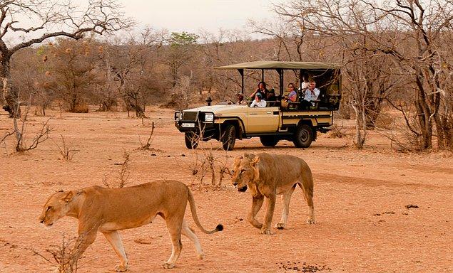 3. Bir safari parkında, yolu takip ederek otların arasında ilerliyorsun. Bir dişi ve bir erkek aslanın büyük parçalar halinde çiğ etleri koparıp yediğini gördün. Ne düşünürsün?