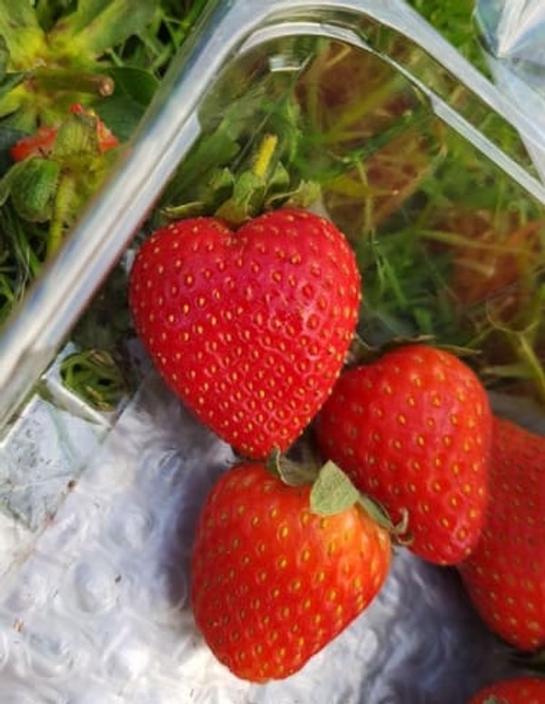 16. Ну и напоследок ловите клубничку в форме сердца! 🍓❤️