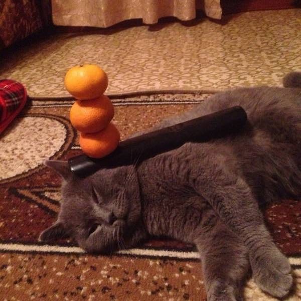 15. У котиков можно поучиться терпению