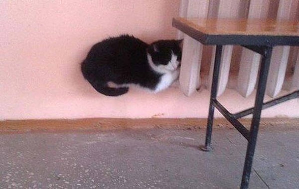 5. Левитирующий котик