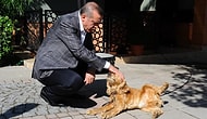 Meclis'e Sunulmuş ve AKP Tarafından Reddedilmişti: Erdoğan 'Hayvanları Koruma Kanunu' İçin Seçim Sonrasını İşaret Etti