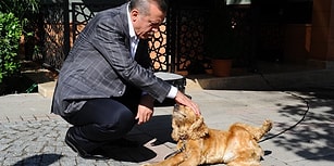 Meclis'e Sunulmuş ve AKP Tarafından Reddedilmişti: Erdoğan 'Hayvanları Koruma Kanunu' İçin Seçim Sonrasını İşaret Etti