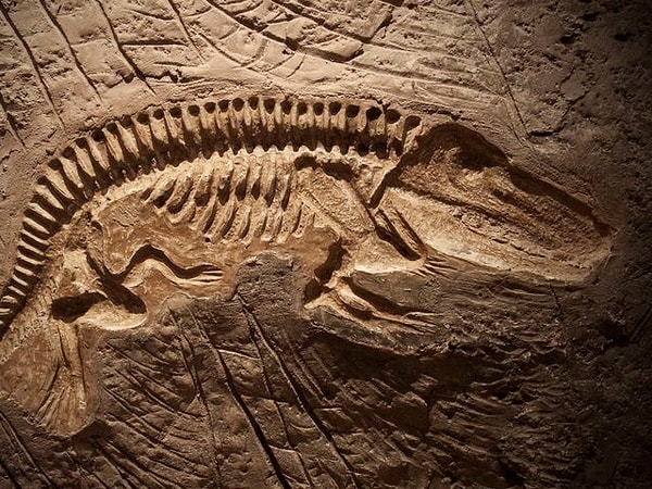 2. А теперь выберите доисторические кости: