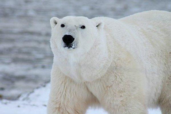 4. Sakın bir kutup ayısı karaciğeri yemeyin!