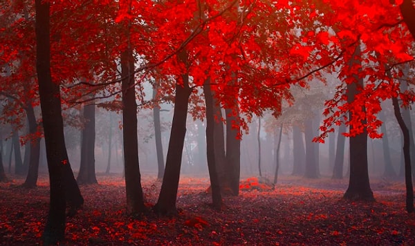 9. Выберите оттенок красного, который отличается от остальных?