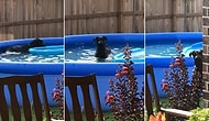 Evin Bahçesindeki Oyun Havuzunda Gizlice Oynayan Köpeğin İnsan Dostuna Yakalandığı Anda Yaşadığı Şok