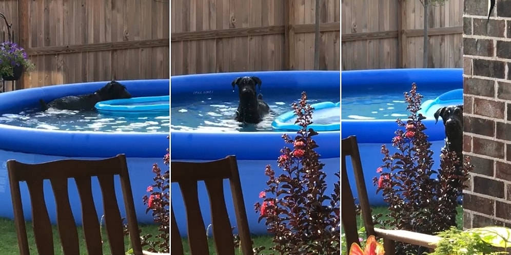 Evin Bahçesindeki Oyun Havuzunda Gizlice Oynayan Köpeğin İnsan Dostuna Yakalandığı Anda Yaşadığı Şok