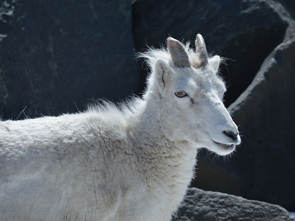 5. Баран Далла: