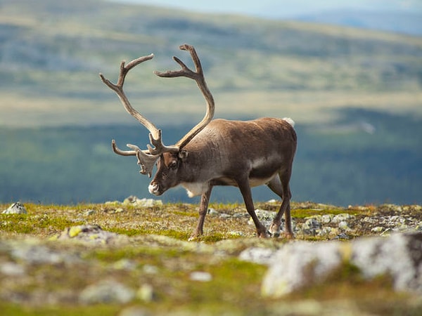 6. Северный олень: