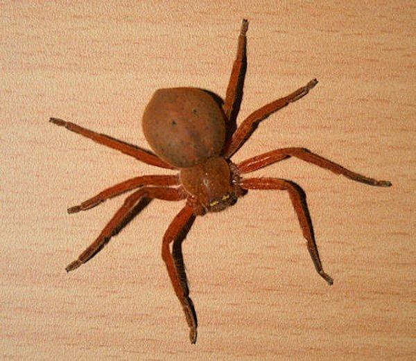 11. Örümcekler deri değiştirebilir.