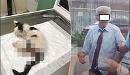 Nereye Gidiyorsun Türkiye? Kediye Tecavüz Eden Şahıs Tutuklandı