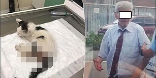 Nereye Gidiyorsun Türkiye? Kediye Tecavüz Eden Şahıs Tutuklandı