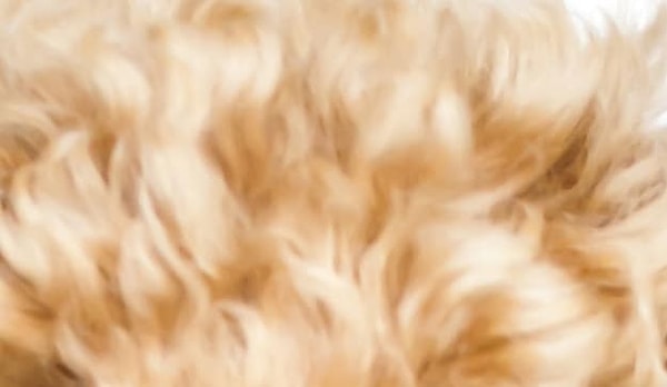 10. Кто угадает владельца этих золотистых волос?