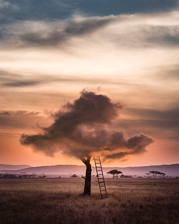 22. Облачное дерево.